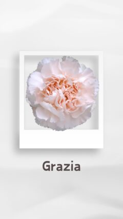 カーネーション グラッツィア grazia コロンビア 輸入 切花 treatflowers