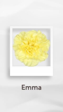 カーネーション エマ emma コロンビア 輸入 切花 treatflowers