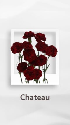 スプレーカーネーション シャトー chateau コロンビア 輸入 切花 treatflowers