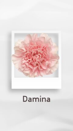 カーネーション ダミナ damina コロンビア 輸入 切花 treatflowers