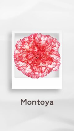 カーネーション モントーヤ montoya コロンビア 輸入 切花 treatflowers