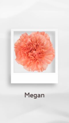 カーネーション メガン ミーガン megan コロンビア 輸入 切花 treatflowers