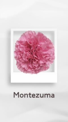 カーネーション モンテズマ montezuma コロンビア 輸入 切花 treatflowers