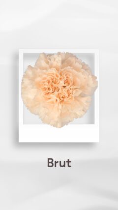 カーネーション ブルット brut コロンビア 輸入 切花 treatflowers