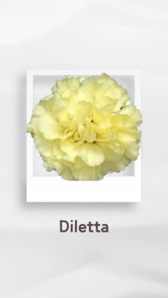 カーネーション ディレッタ diletta コロンビア 輸入 切花 treatflowers