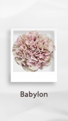 カーネーション バビロン babylon コロンビア 輸入 切花 treatflowers