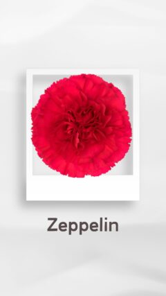 カーネーション ツェッペリン zeppelin ゼッペリン コロンビア 輸入 切花 treatflowers