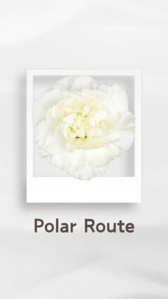 カーネーション ポーラルート polarroute コロンビア 輸入 切花 treatflowers