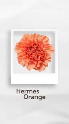 エルメスオレンジ HermesPramge コロンビア 輸入 切花 treatflowers