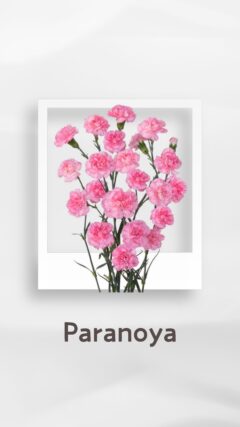 スプレーカーネーション パラノイア paranoya コロンビア 輸入 切花 treatflowers