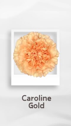 カーネーション キャロラインゴールド carolinegold コロンビア 輸入 切花 treatflowers