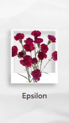 スプレーカーネーション イプシロン epsilon コロンビア 輸入 切花 treatflowers