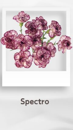 スプレーカーネーション スペクトロ spectro コロンビア 輸入 切花 treatflowers