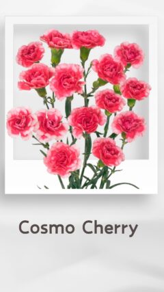 スプレーカーネーション コスモチェリー cosmocherry コロンビア 輸入 切花 treatflowers