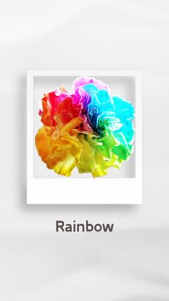 カーネーション レインボー rainbow ティンテッド コロンビア 輸入 切花 treatflowers