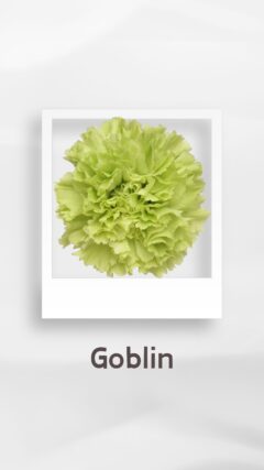 カーネーション ゴブリン goblin コロンビア 輸入 切花 treatflowers