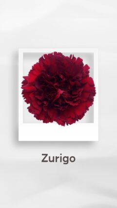 カーネーション ズリゴ zurigo コロンビア 輸入 切花 treatflowers