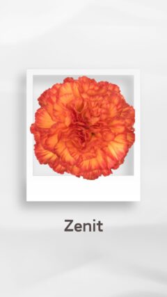 カーネーション ゼニト zenit コロンビア 輸入 切花 treatflowers