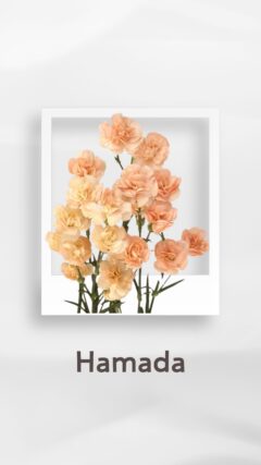 スプレーカーネーション ハマダ Hamada コロンビア 輸入 切花 treatflowers