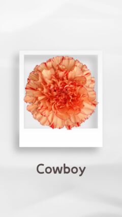 カーネーション カウボーイ cowboy コロンビア 輸入 切花 treatflowers