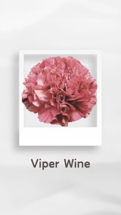 カーネーション バイパーワイン viperwine コロンビア 輸入 切花 treatflowers