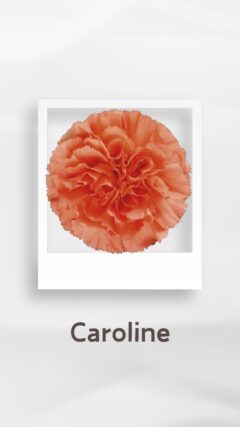 カーネーション キャロライン caroline コロンビア 輸入 切花 treatflowers