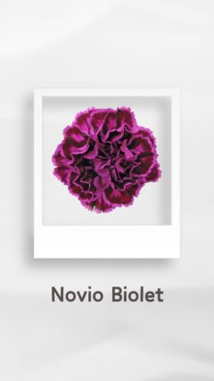 カーネーション ノビオバイオレット novioviolet コロンビア 輸入 切花 treatflowers