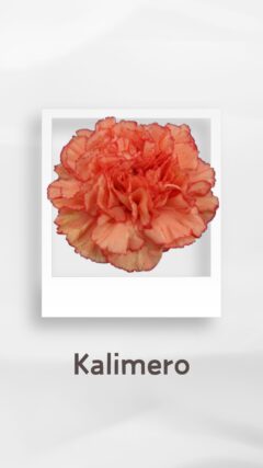 カーネーション カリメロ karimero コロンビア 輸入 切花 treatflowers