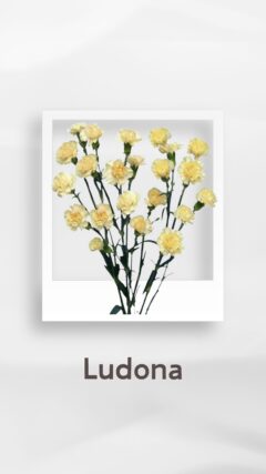 スプレーカーネーション ルドナ ludona コロンビア 輸入 切花 treatflowers