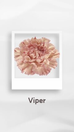 カーネーション バイパー viper コロンビア 輸入 切花 treatflowers