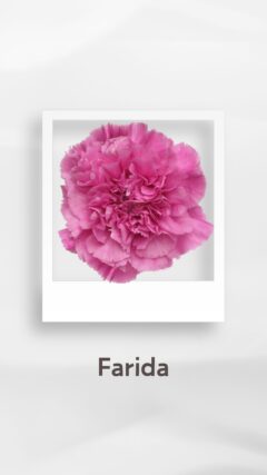 カーネーション ファリダ Farida コロンビア 輸入 切花 treatflowers