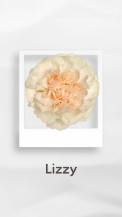 カーネーション リジー lizzy コロンビア 輸入 切花 treatflowers