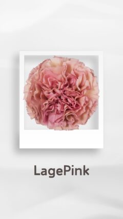 カーネーション レージェピンク legepink コロンビア 輸入 切花 treatflowers