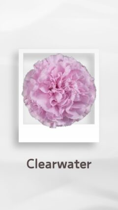 カーネーション クリアウォーター clearwater コロンビア 輸入 切花 treatflowers