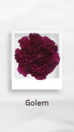 カーネーション ゴーレム golem コロンビア 輸入 切花 treatflowers