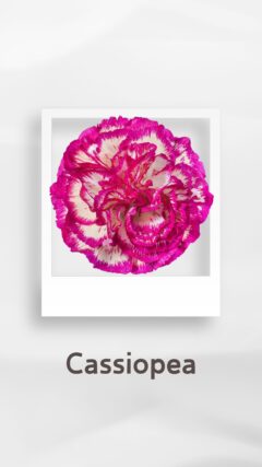 カーネーション カシオペア cassiopea コロンビア 輸入 切花 treatflowers