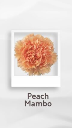 カーネーション ピーチマンボ peachmambo コロンビア 輸入 切花 treatflowers