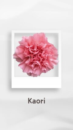 カーネーション カオリ kaori コロンビア 輸入 切花 treatflowers