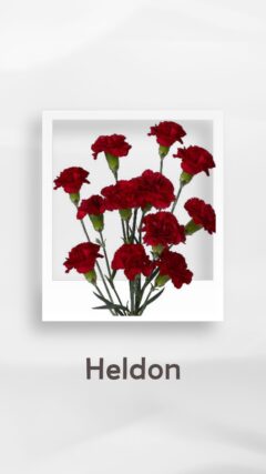 スプレーカーネーション エルドン heldon コロンビア 輸入 切花 treatflowers