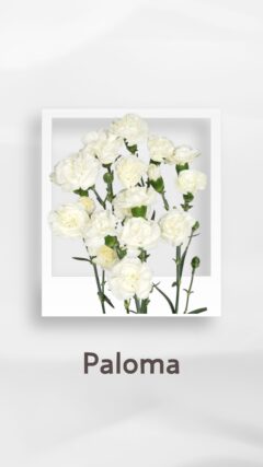 スプレーカーネーション パロマ paloma コロンビア 輸入 切花 treatflowers