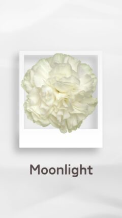 カーネーション ムーンライト moonlight コロンビア 輸入 切花 treatflowers