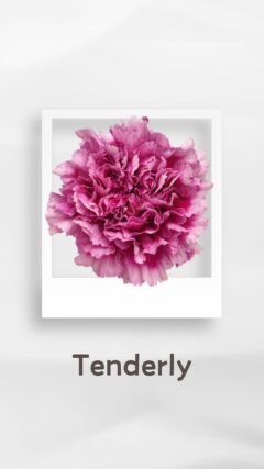 カーネーション テンダリー tenderly コロンビア 輸入 切花 treatflowers