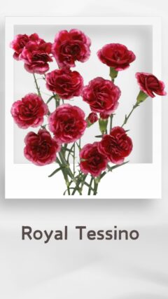 スプレーカーネーション ロイヤルテッシノ royaltessino コロンビア 輸入 切花 treatflowers