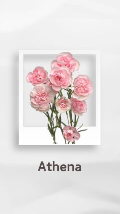 スプレーカーネーション アテナ Athena コロンビア 輸入 切花 treatflowers