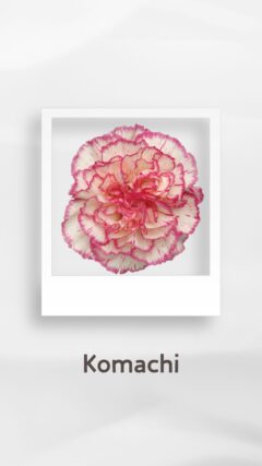 カーネーション コマチ komachi コロンビア 輸入 切花 treatflowers