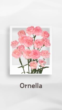 スプレーカーネーション オルネラ ornella コロンビア 輸入 切花 treatflowers