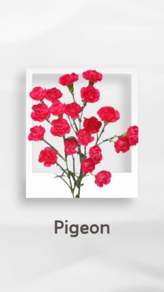 スプレーカーネーション ピジョン pigeon コロンビア 輸入 切花 treatflowers