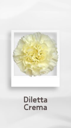 カーネーション ディレッタクレマ dilettacrema コロンビア 輸入 切花 treatflowers