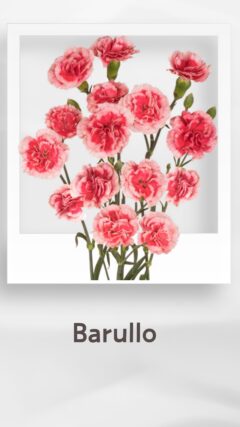 スプレーカーネーション バルロ barullo コロンビア 輸入 切花 treatflowers