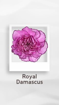 カーネーション ロイヤルダマスカス royaldamascus コロンビア 輸入 切花 treatflowers